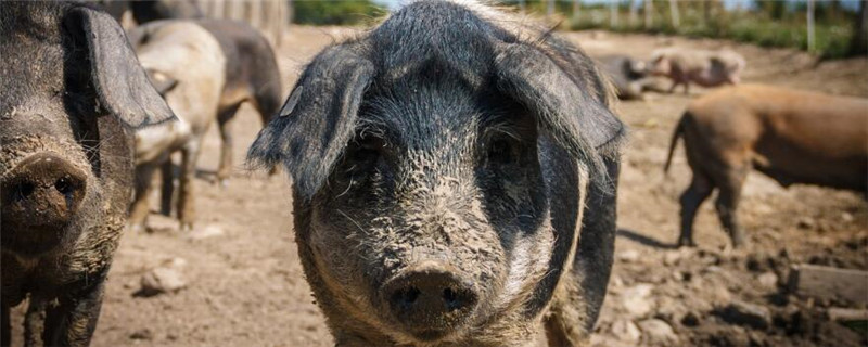 猪价外三元内三元什么意思