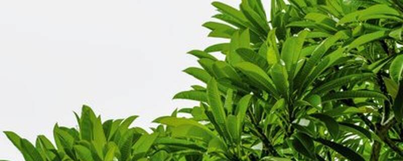 摇钱树什么时候剪枝好