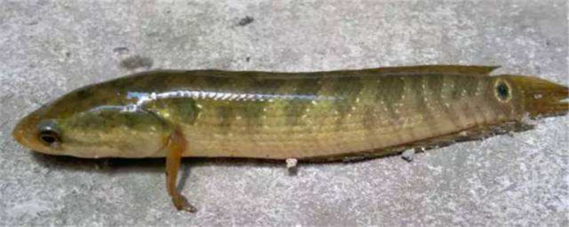 七星鱼养殖周期