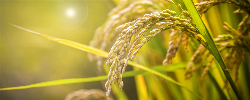 富合3号水稻种子介绍