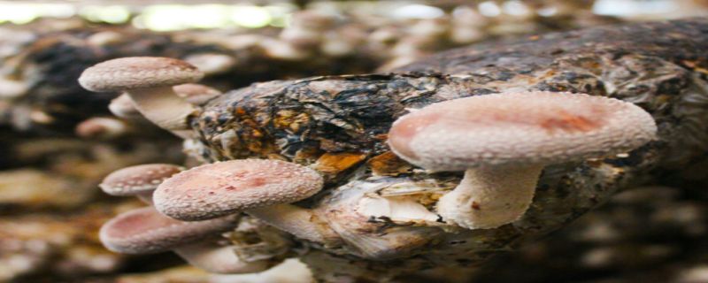 食用菌种植注意事项