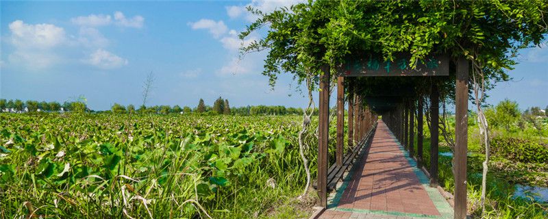 莲藕除草用什么农药