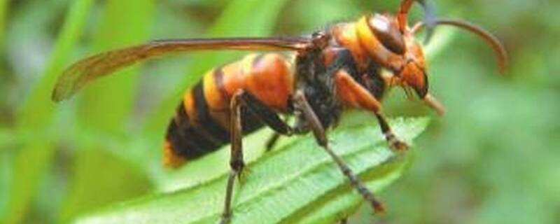 毒虫怕什么气味