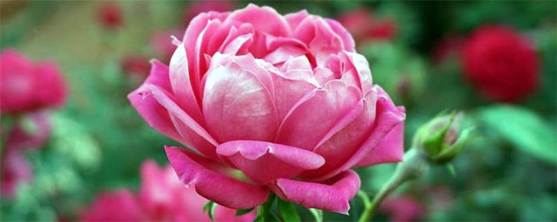 四季玫瑰花的种植方法