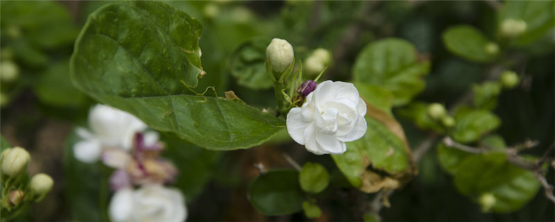 茉莉花的特点