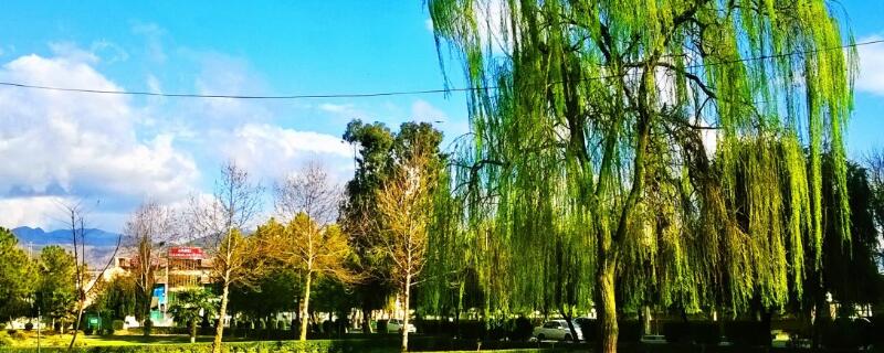 柳絮是果实还是种子