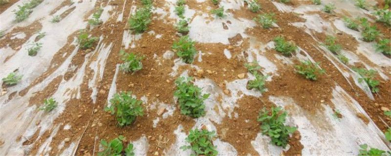 种植地膜花生注意事项