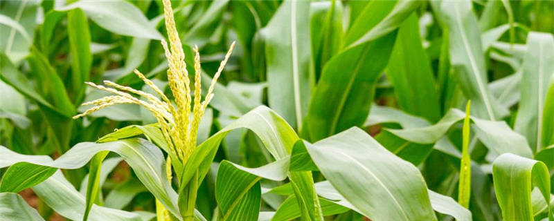 豫安3号种植注意事项