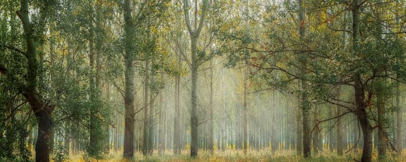 夏季种植树木注意事项