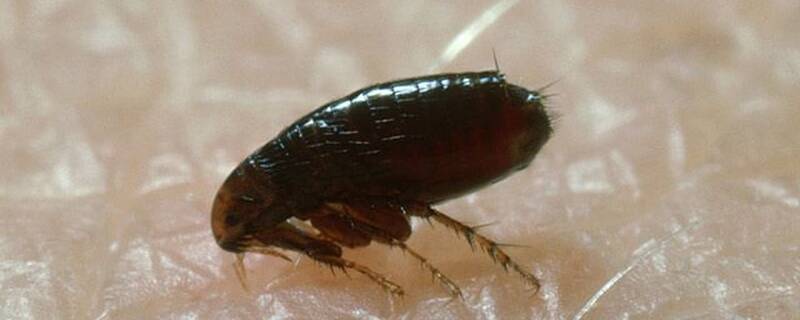 跳蚤用什么杀虫剂