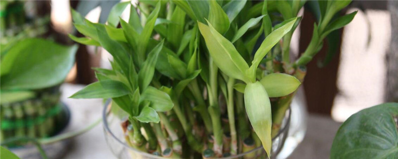 富贵竹怎么施肥