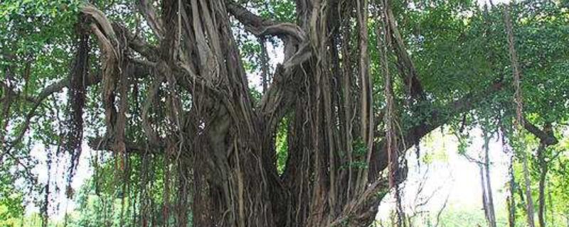 榕树怎么养殖方法