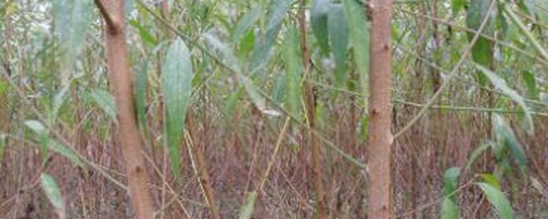 果树移植后多久能挂果