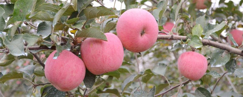 苹果树种植几年可以挂果