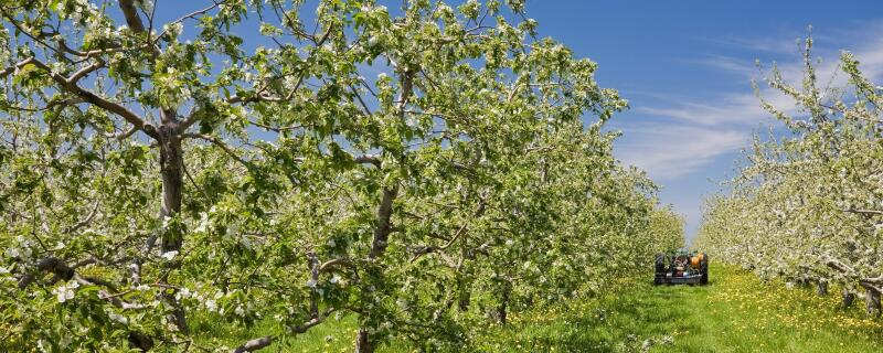果树用什么杀虫剂
