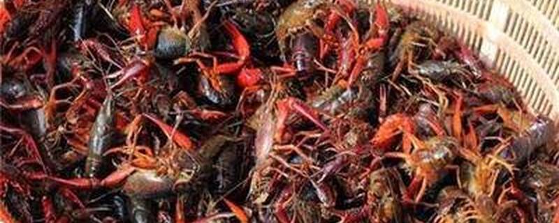 小龙虾养殖周期