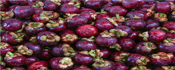 怎样挑选山竹的叶辨