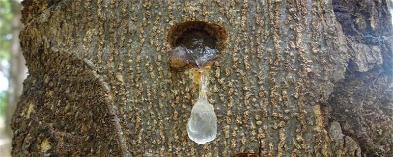 雪燕树中国可以种植吗