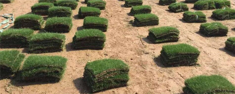 种植草皮的注意事项