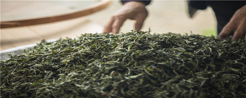 福鼎白茶是什么茶系