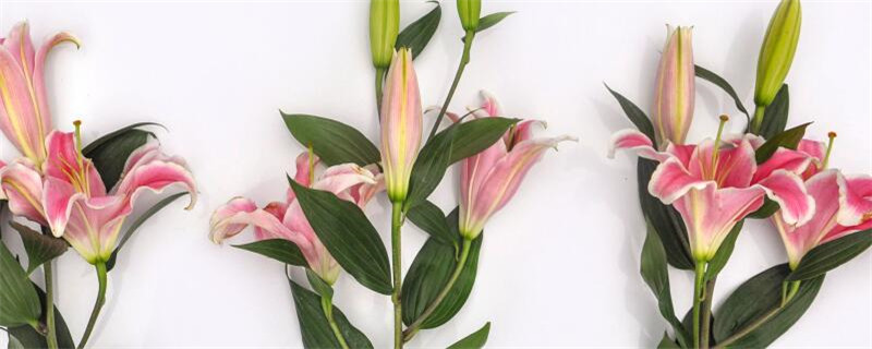 百合花多久浇一次水