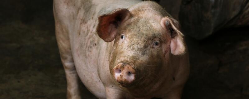 仔猪不进产道什么原因