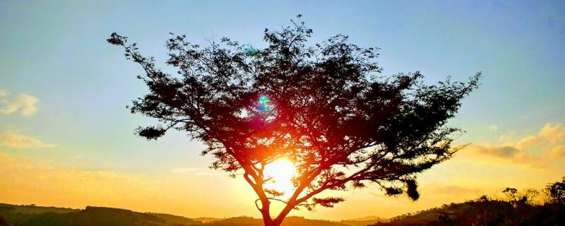 大树是怎么过冬的