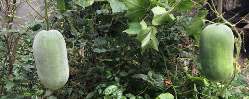冬瓜长地上还长在哪里