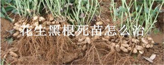 花生黑根死苗怎么治
