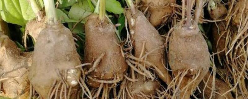 白术的种植技术