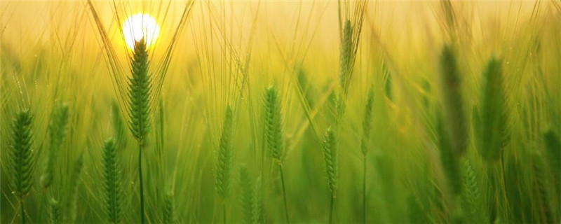 小麦分蘖期是什么时候