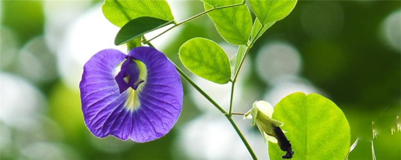 蝶豆花种植注意事项