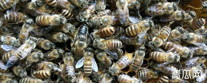 养蜂条件