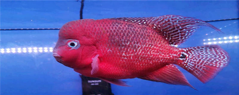 罗汉鱼和什么鱼可以混养