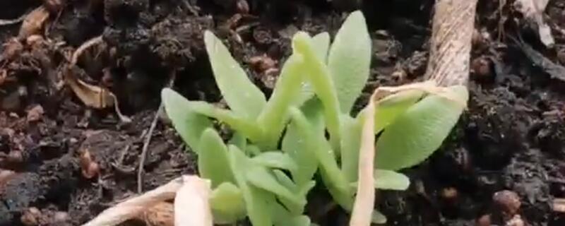 冰菜的种植方法和时间