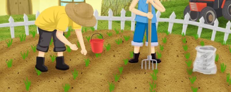 饼肥在土里多久能发酵