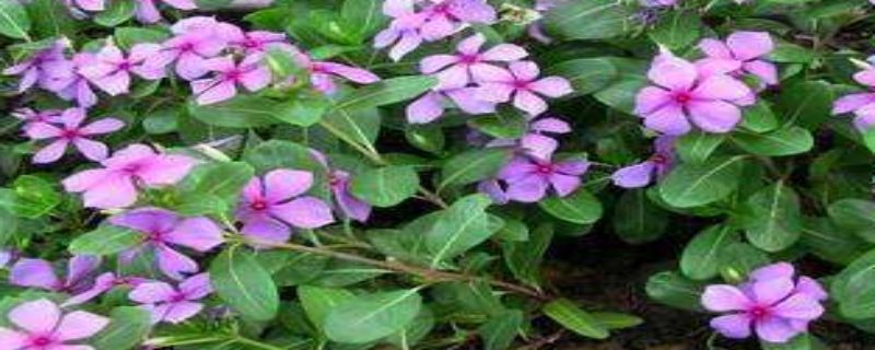 五瓣梅的养殖方法