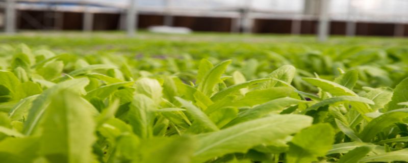 有机蔬菜种植方法