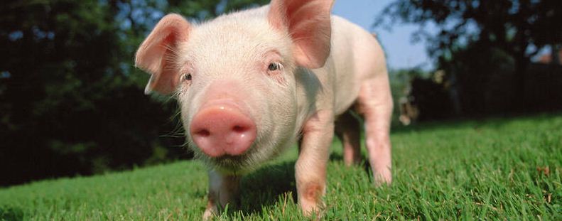 猪能和什么混养