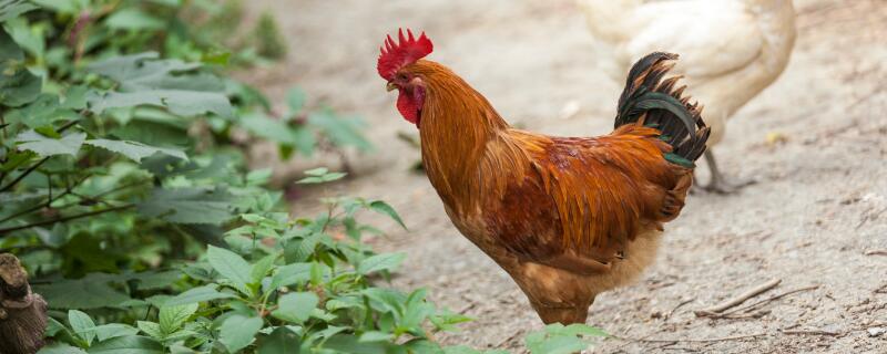 鸡喂什么饲料好