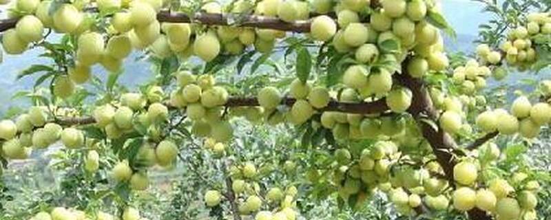 开春什么时候给枣树剪枝