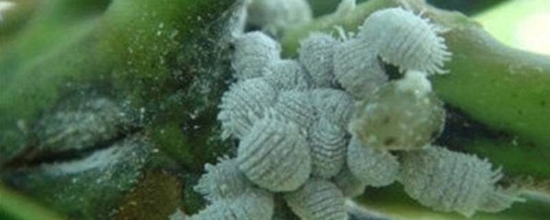 防治介壳虫可用什么药