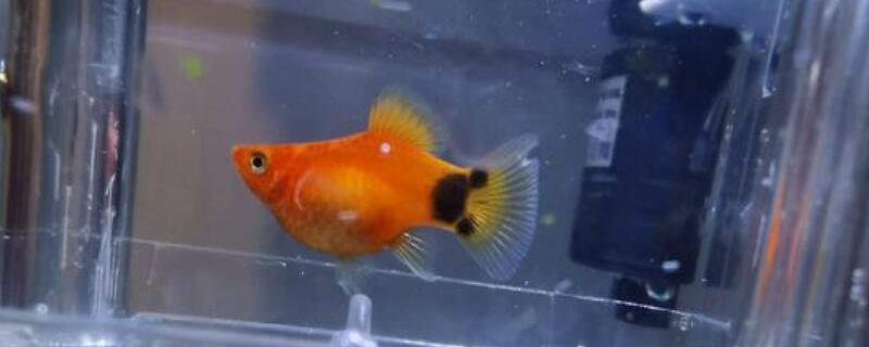 米奇鱼和玛丽鱼的区别