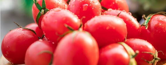 圣女果的快速催芽方法