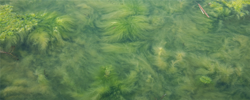 蓝藻爆发的原因是什么