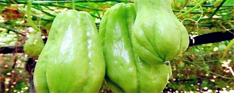 佛手瓜要削皮吗