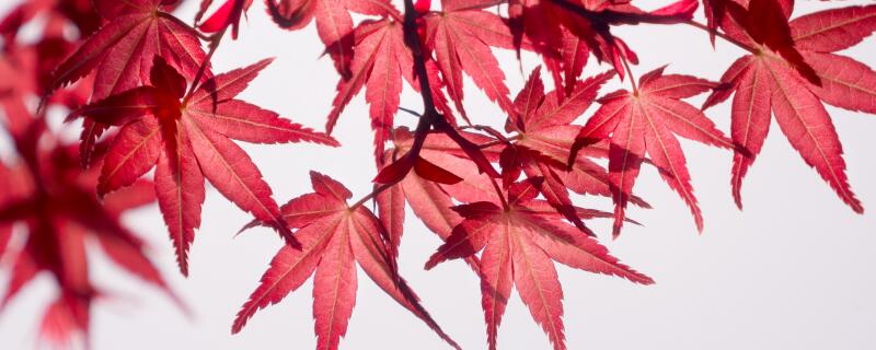 红枫是什么树