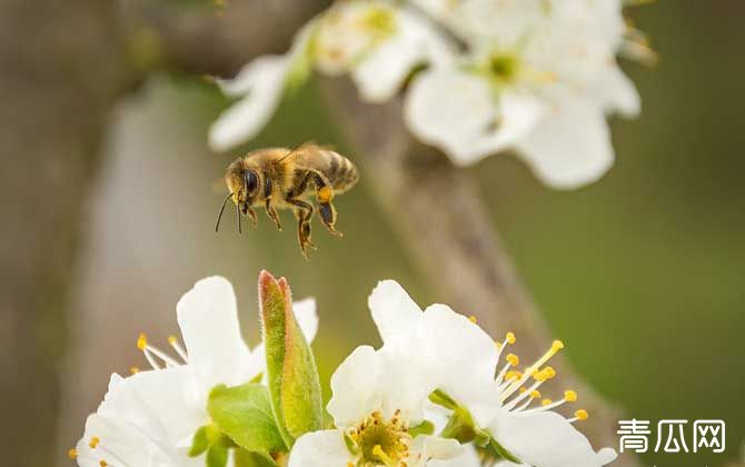 蜜蜂