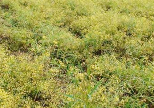 柴胡的种植时间及方法