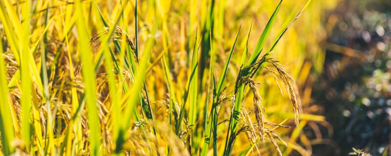 水稻立枯病化学防治用什么药